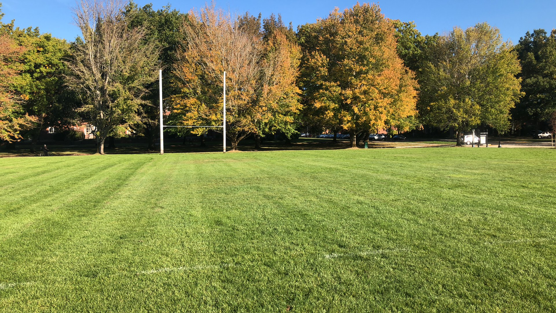 Image of deciduous broadleaved trees