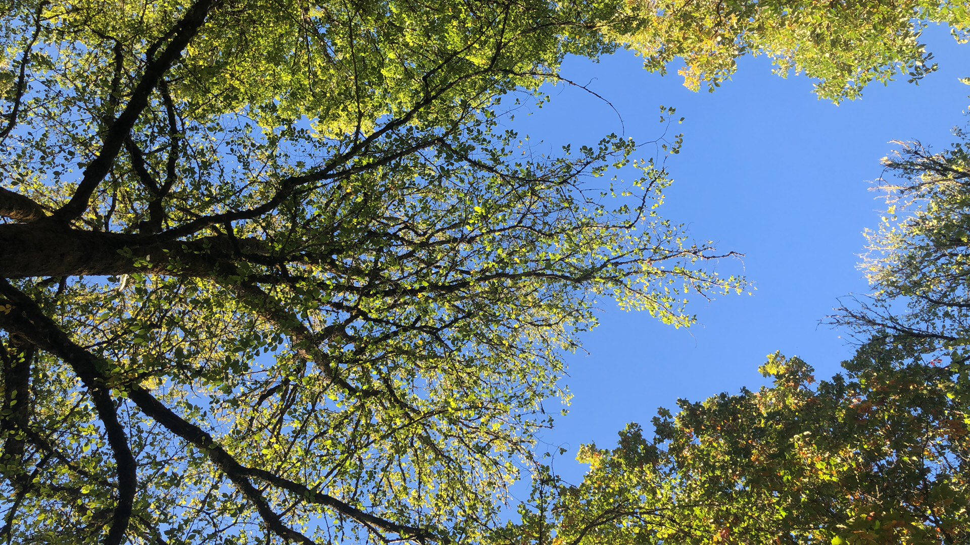 Image of deciduous broadleaved trees