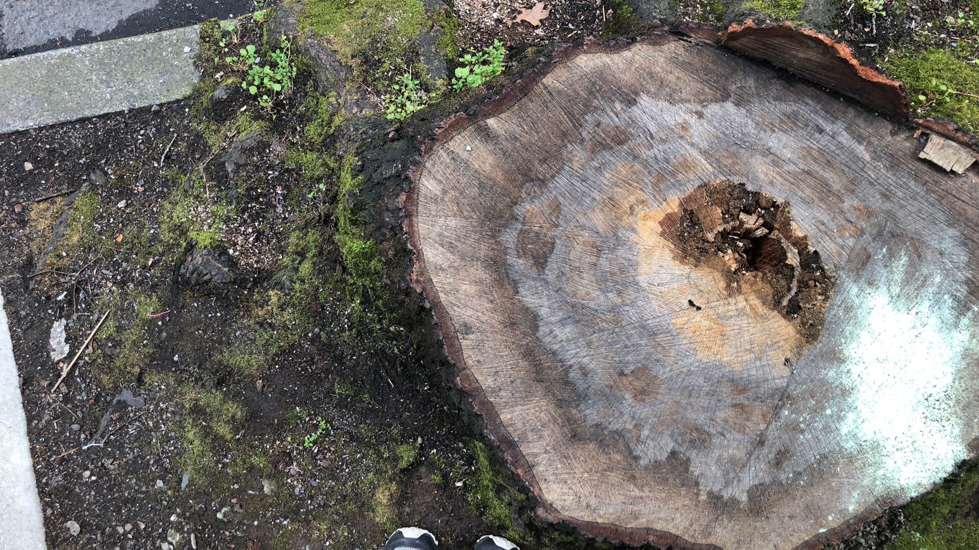 Tree stump