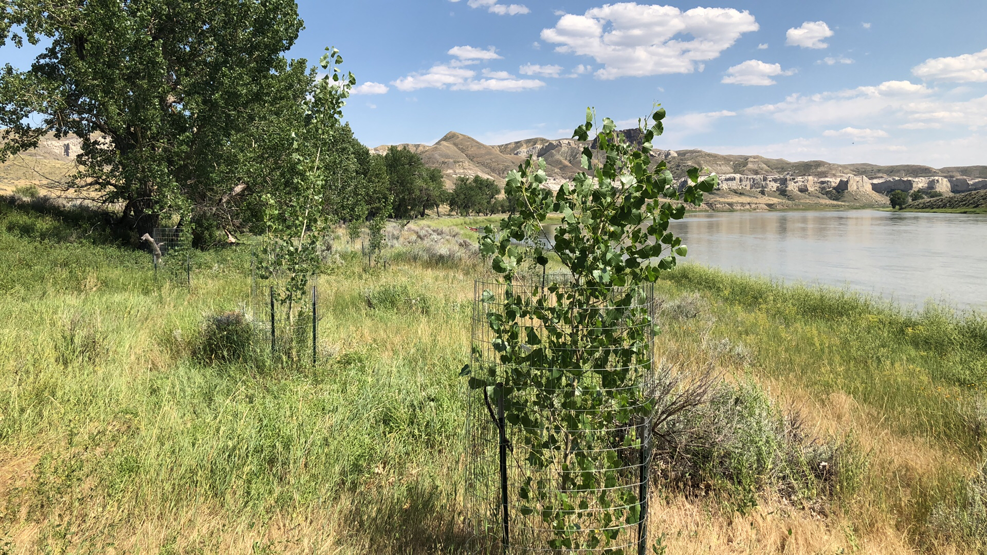 Newly planted landscaping trees river