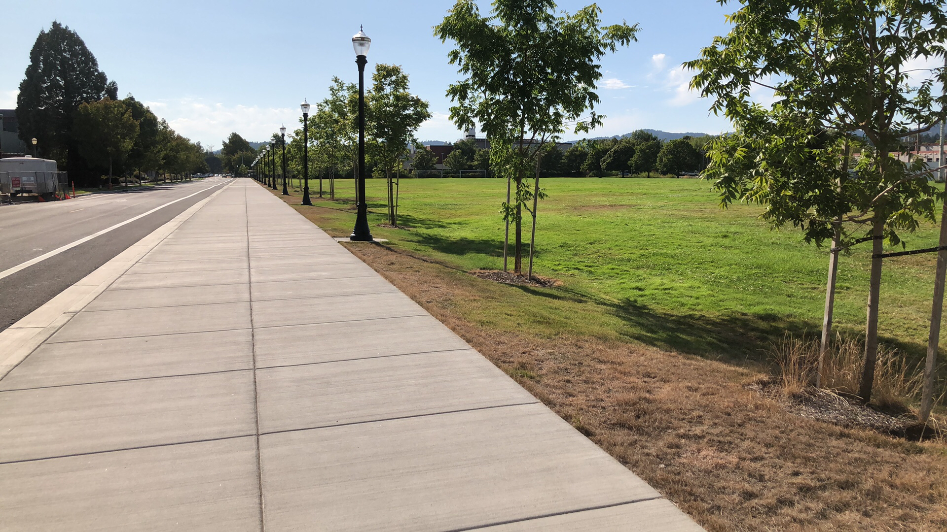 Newly planted landscaping trees near road