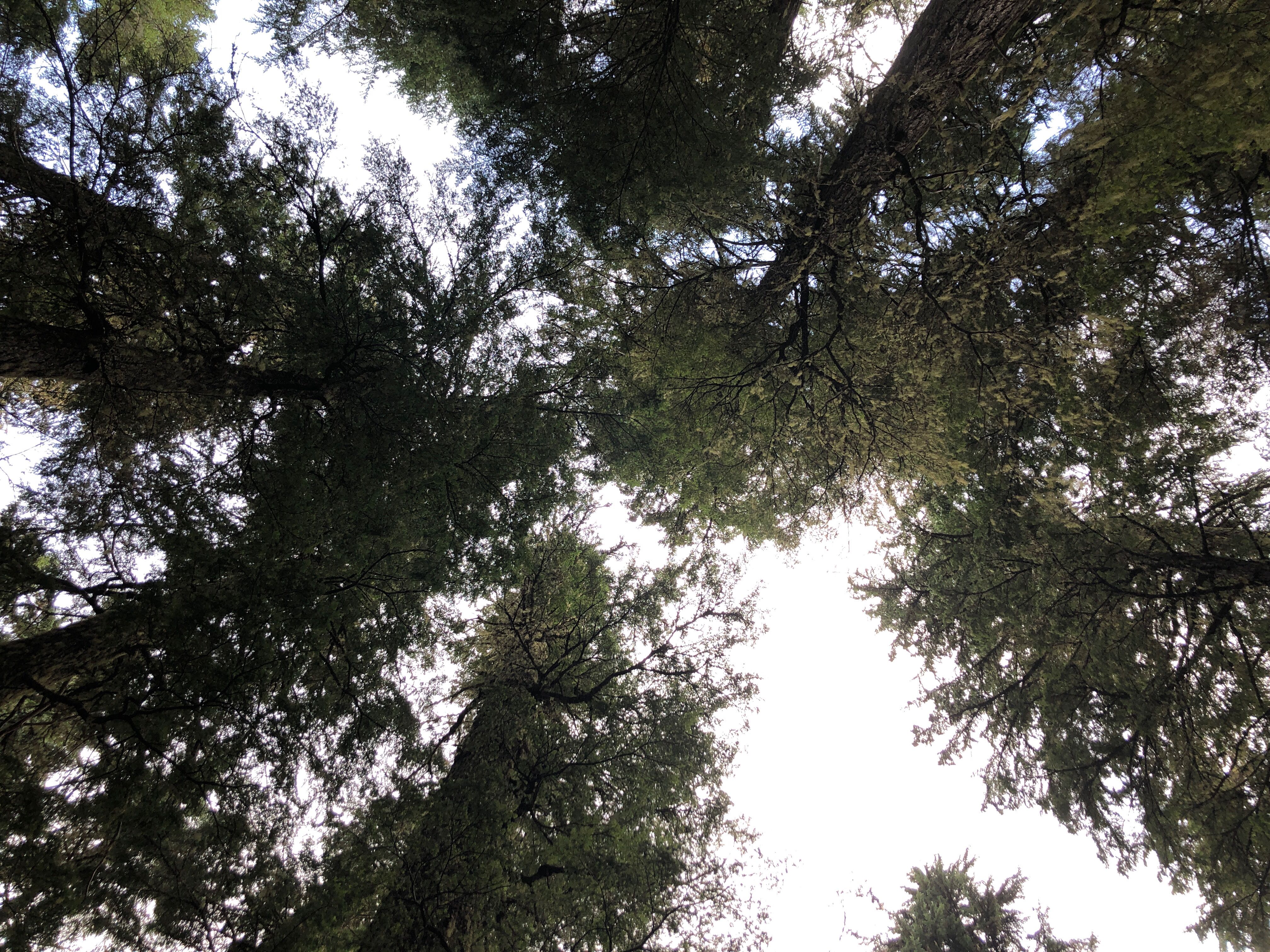 Image of evergreen needleleaved trees