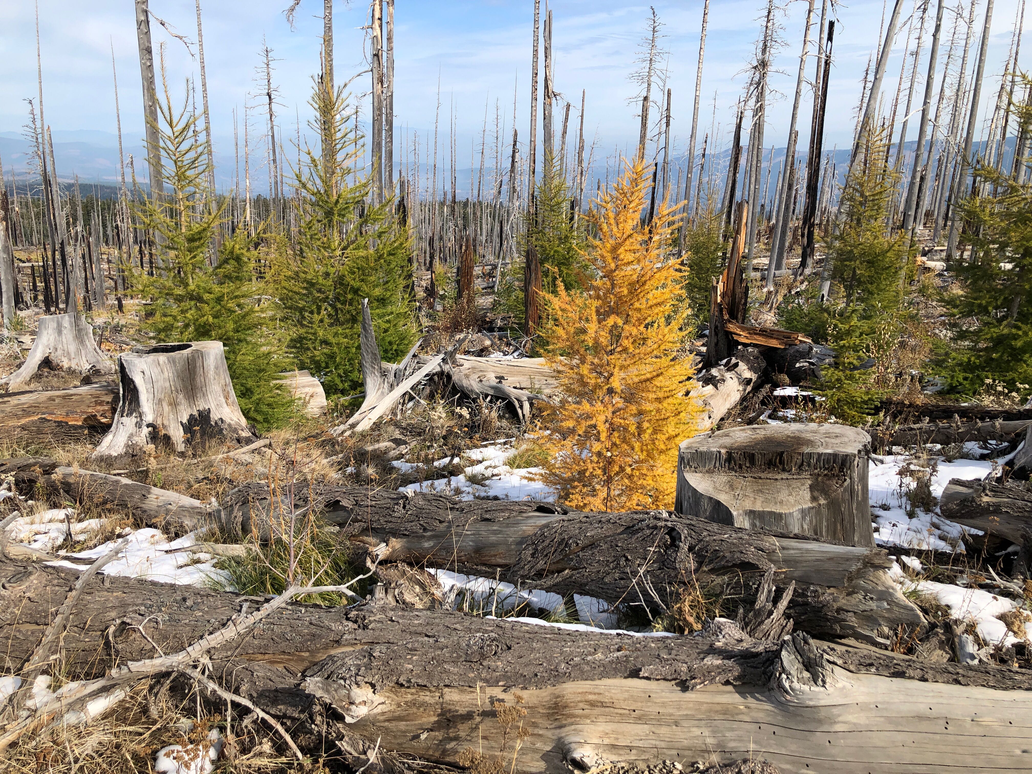 Image of deciduous needleleaved trees