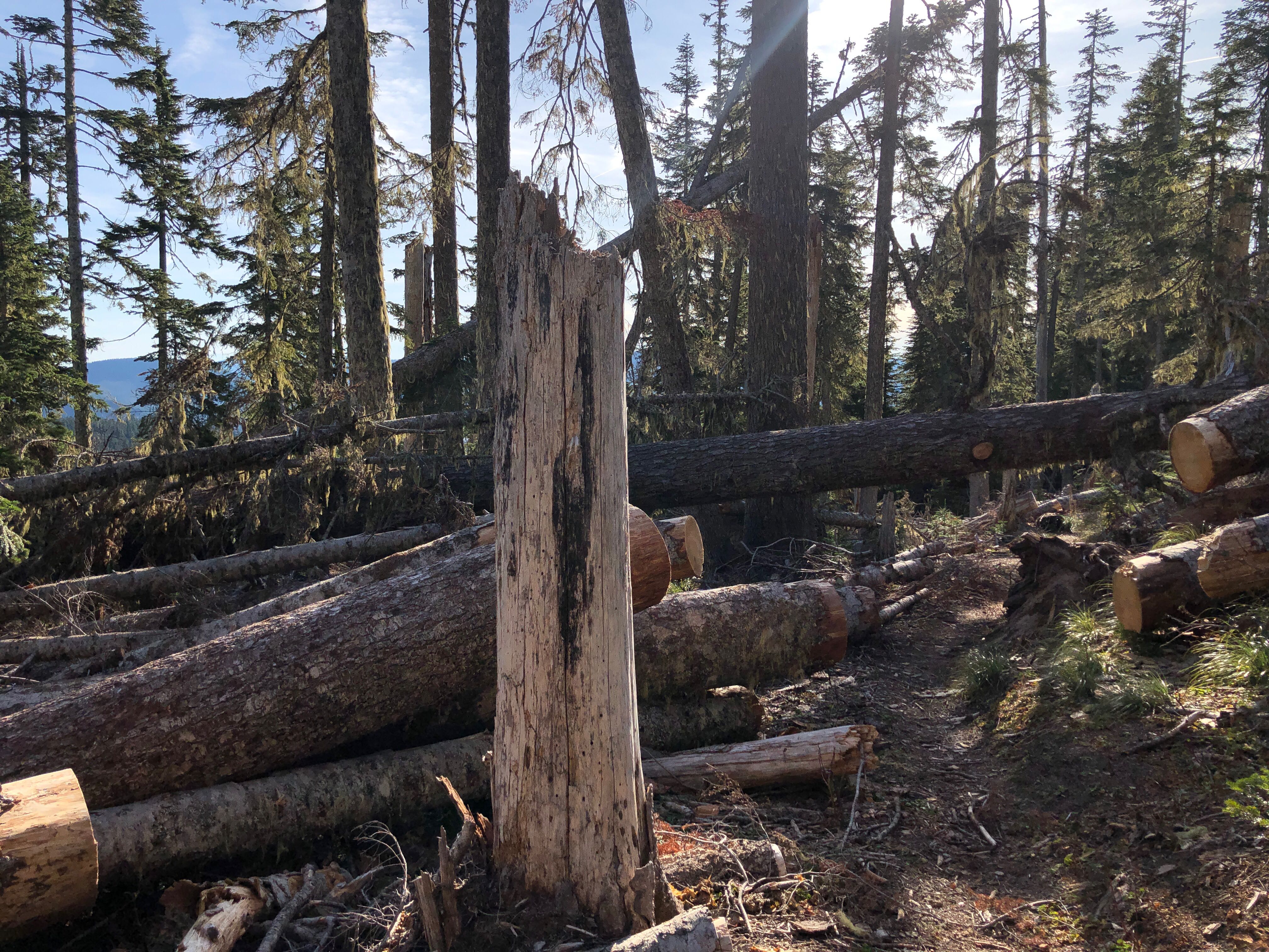 Trees blown down by wind