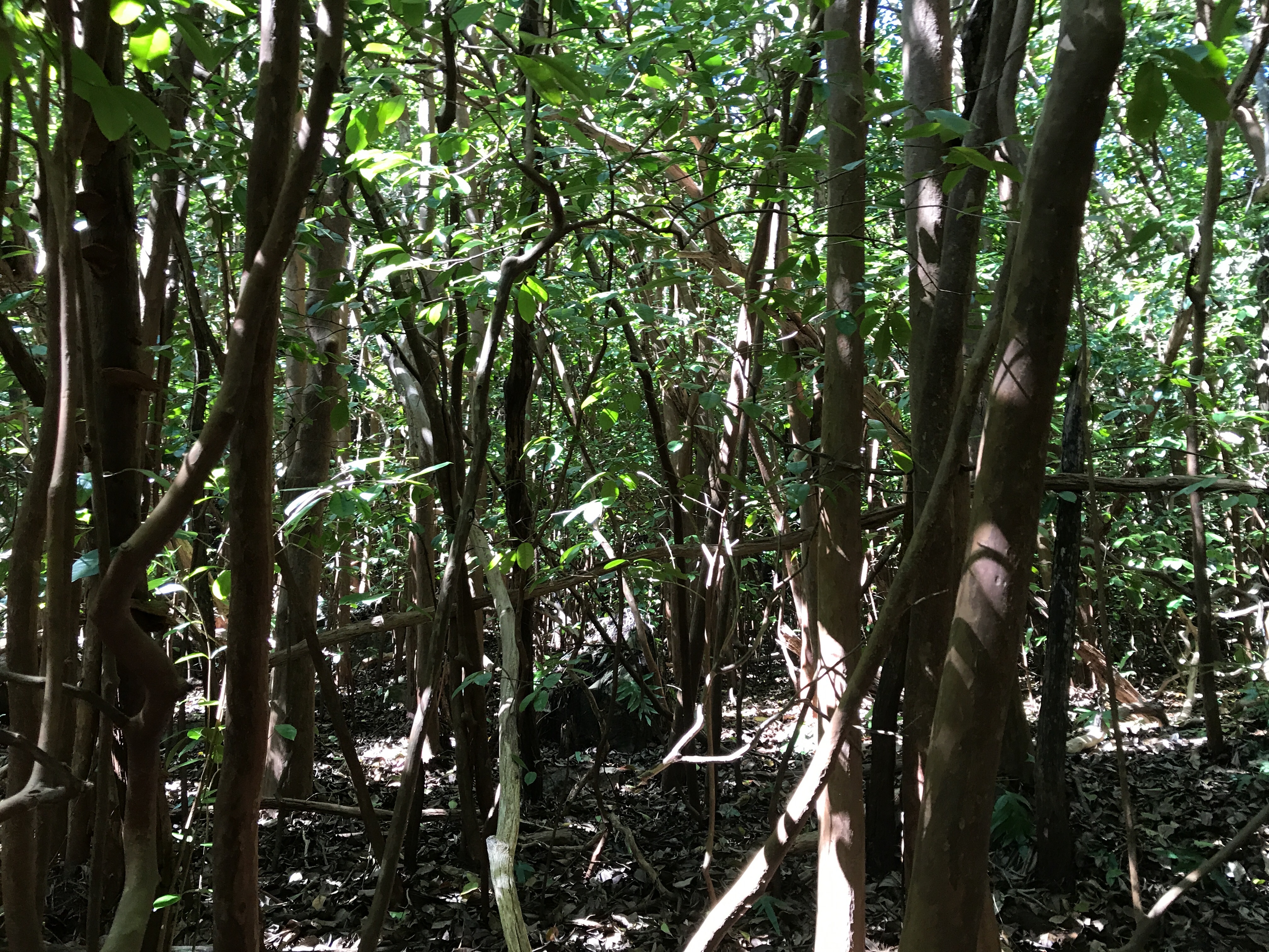 Image of evergreen broadleaved trees