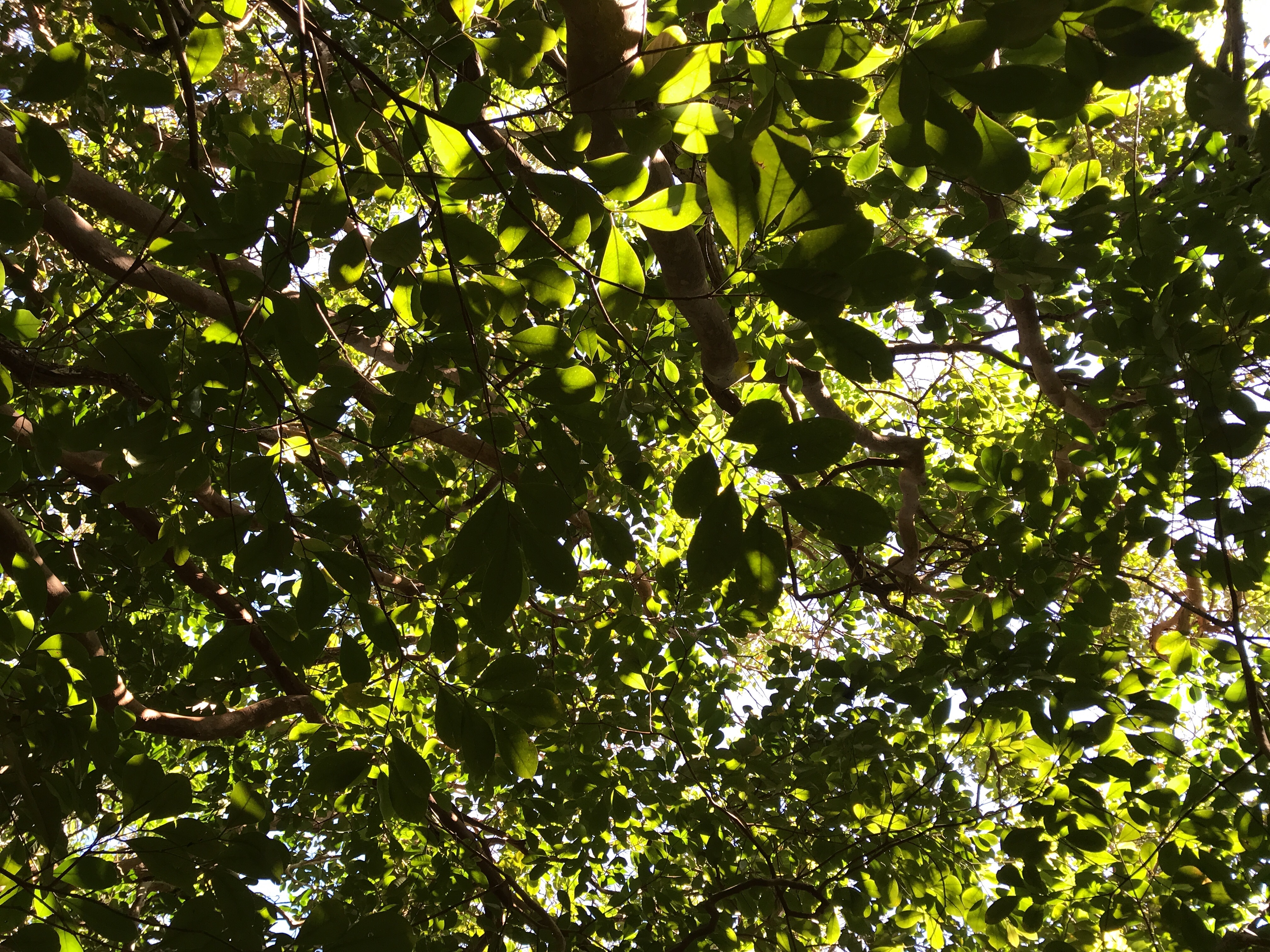 Image of evergreen broadleaved trees