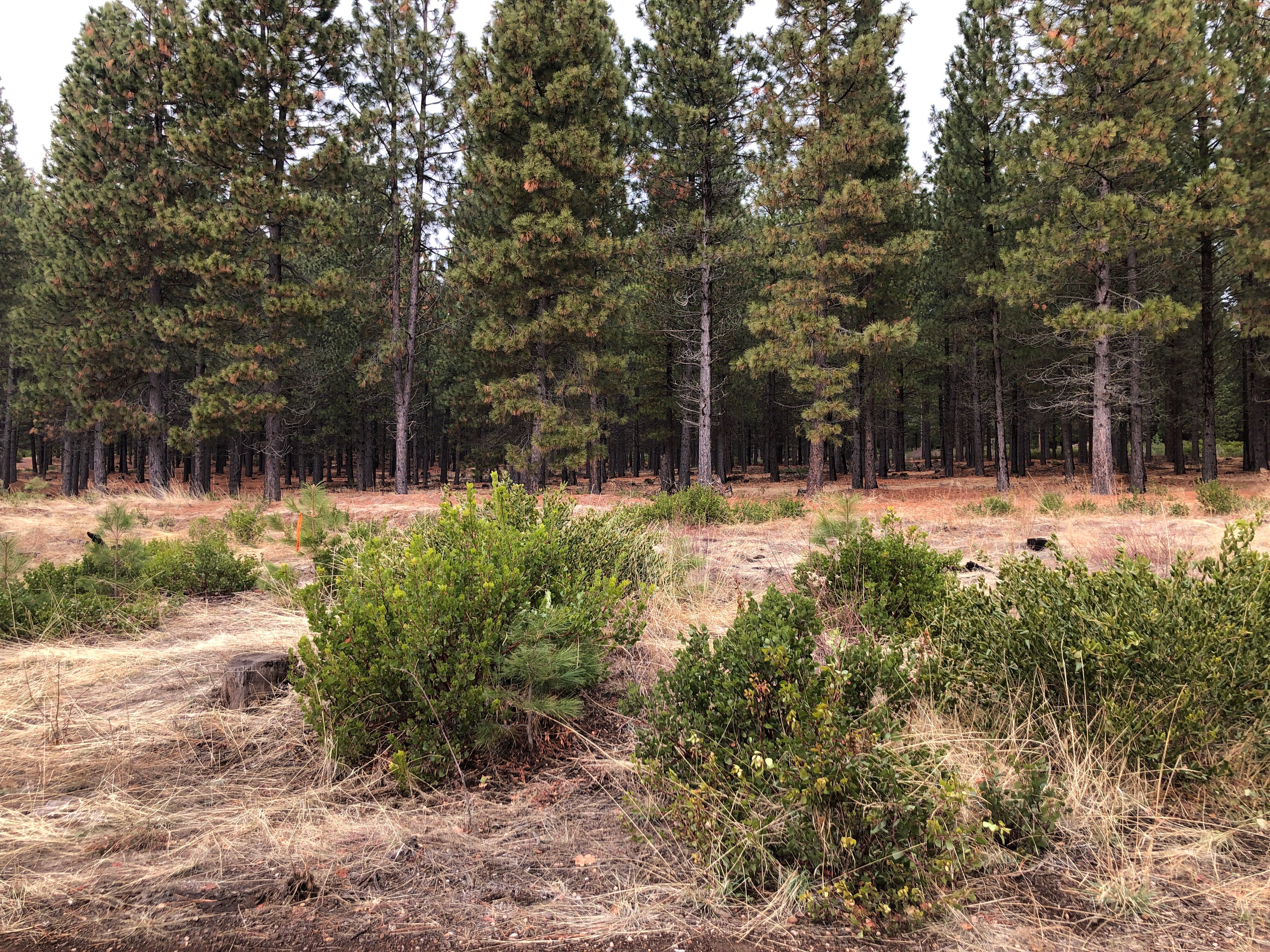 Image of evergreen needleleaved trees