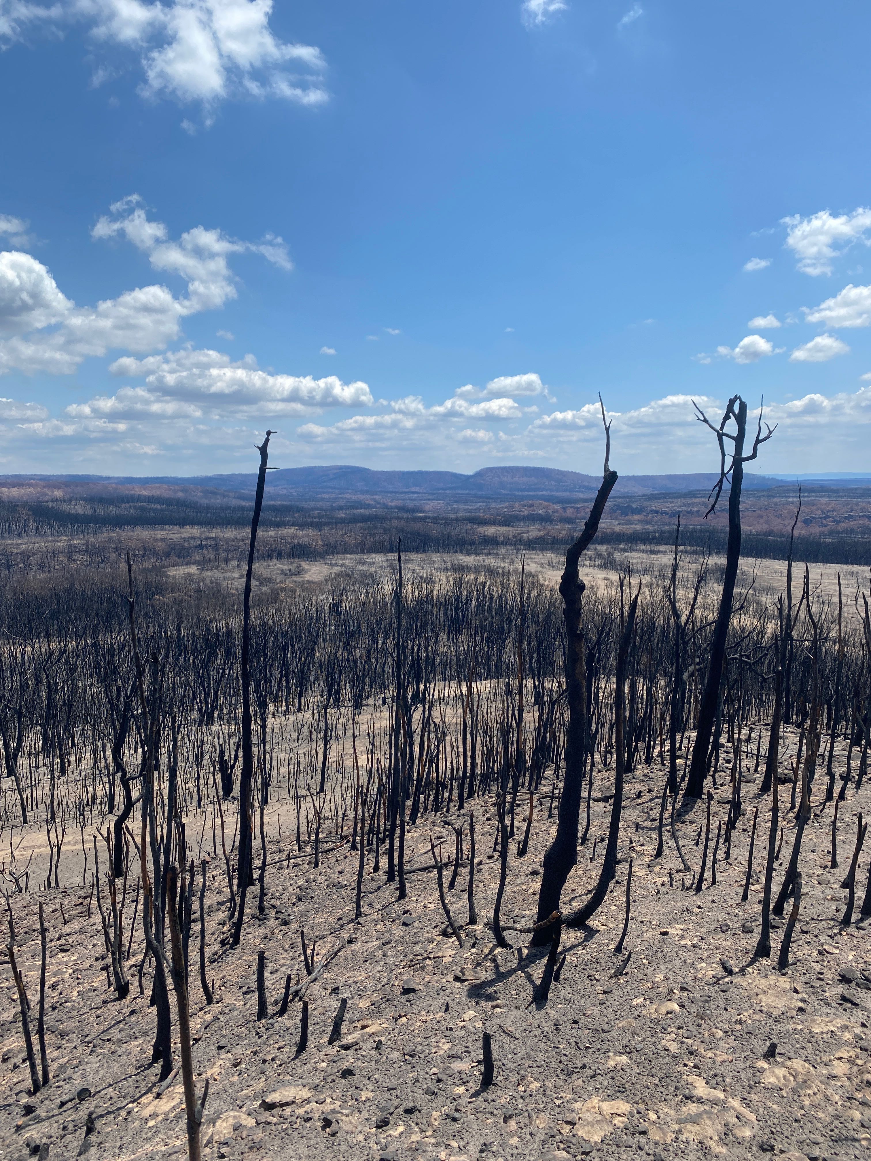 Image of burned trees