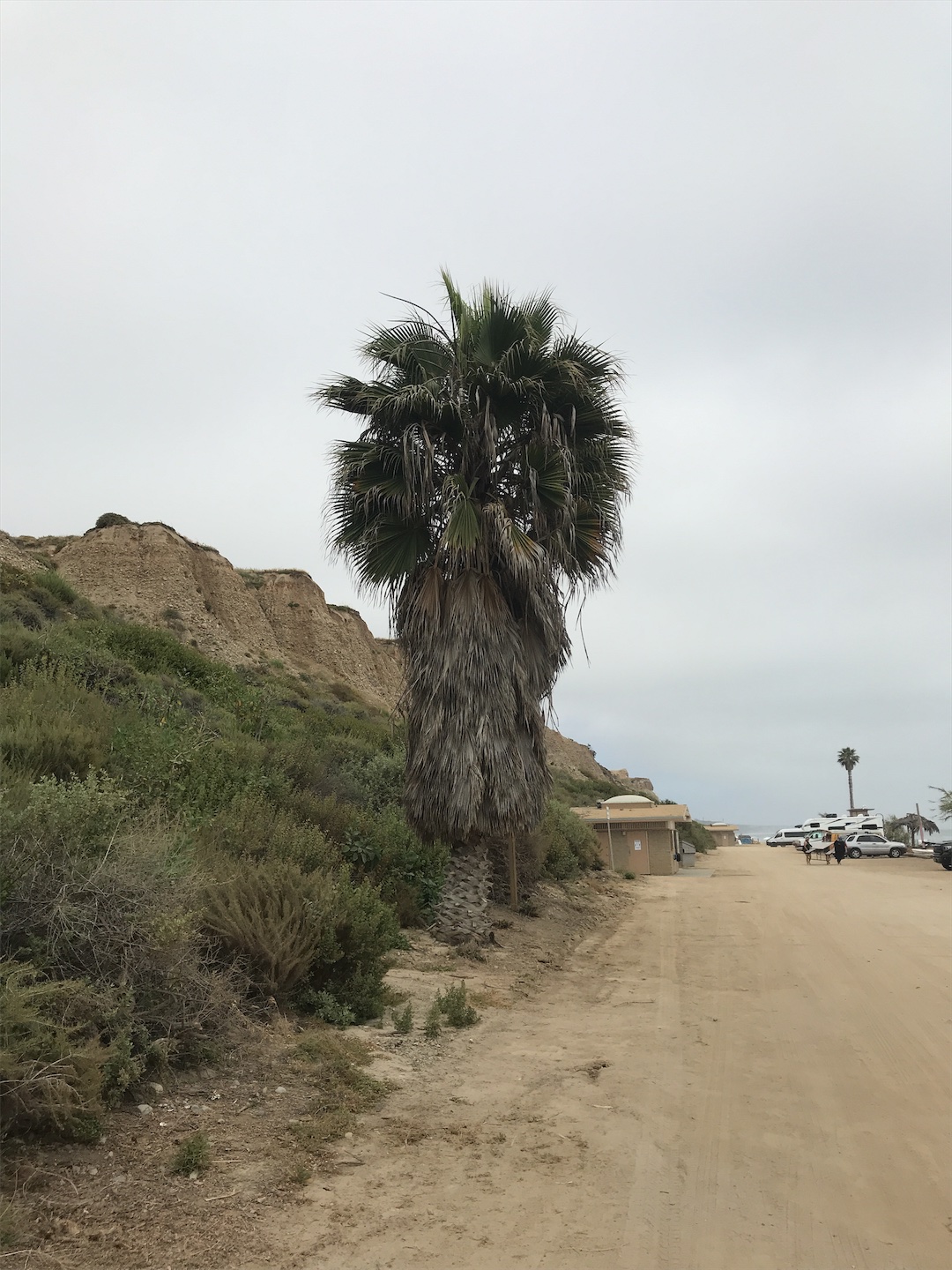 Image of Succulent/Palms