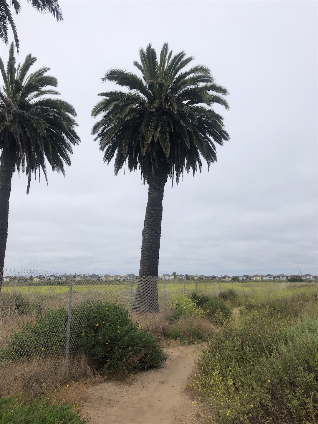 Image of Succulent/Palms