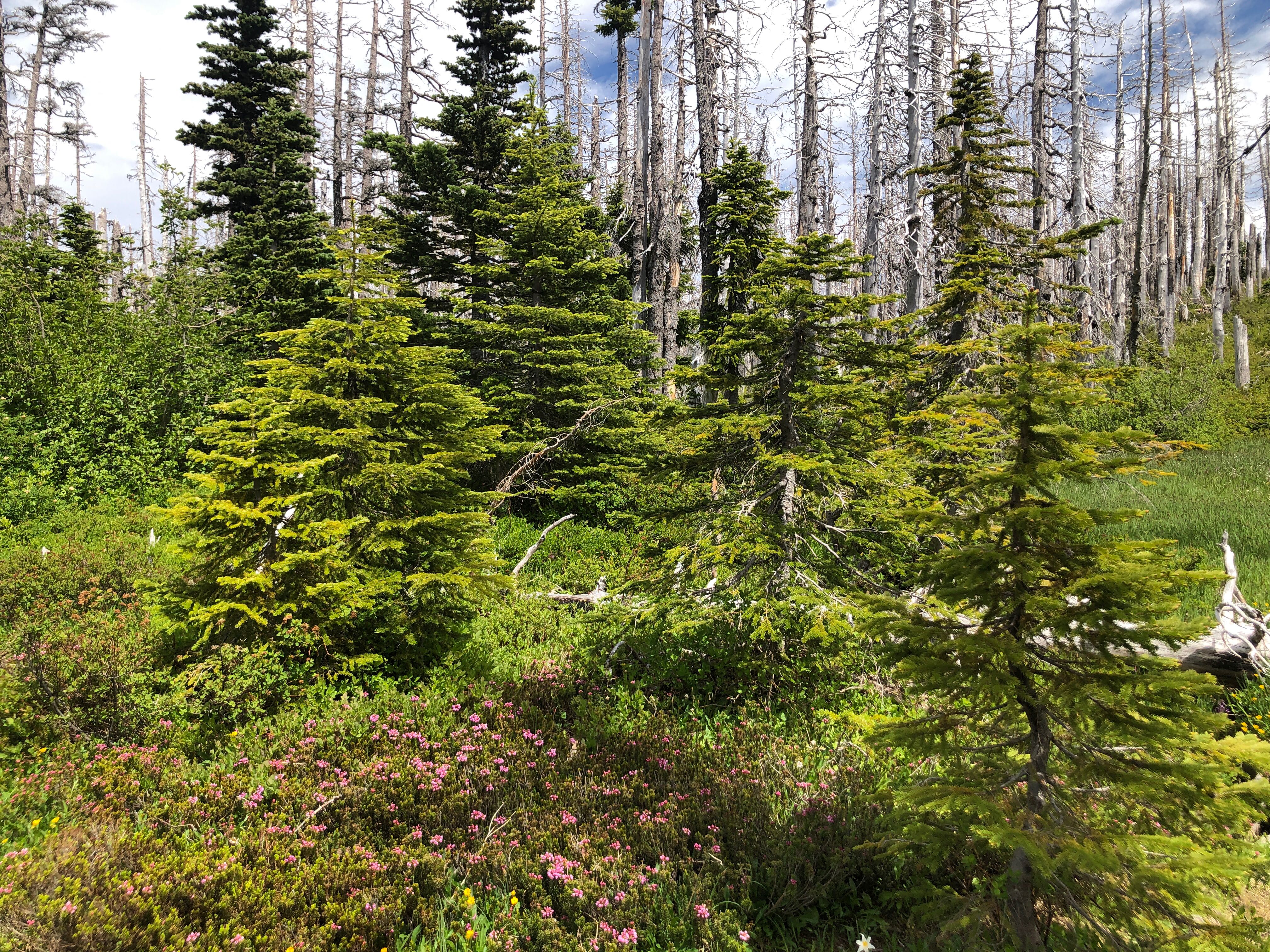 Image tree growth after fire